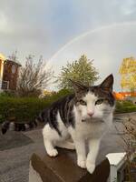 Katten Harrison