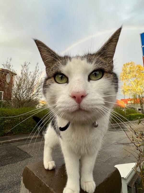 Katt - Katten Harrison