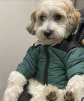 Best Buddy Best Buddy