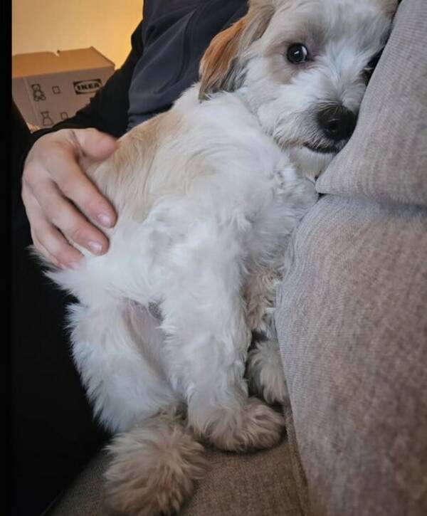 Hund - Best Buddy