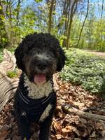 Spansk vattenhund Spansk vattenhund