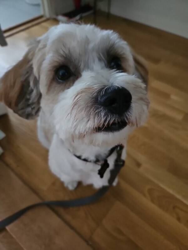 Hund - Best Buddy
