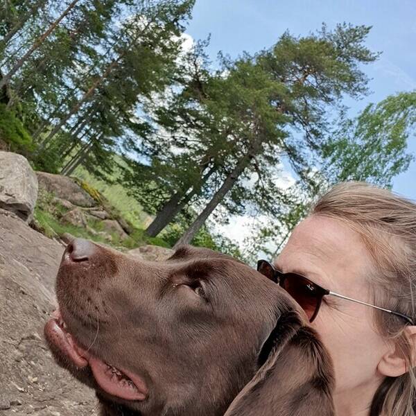 Hund - Labrador