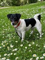 Jack Russel tik 2 r, Buffy