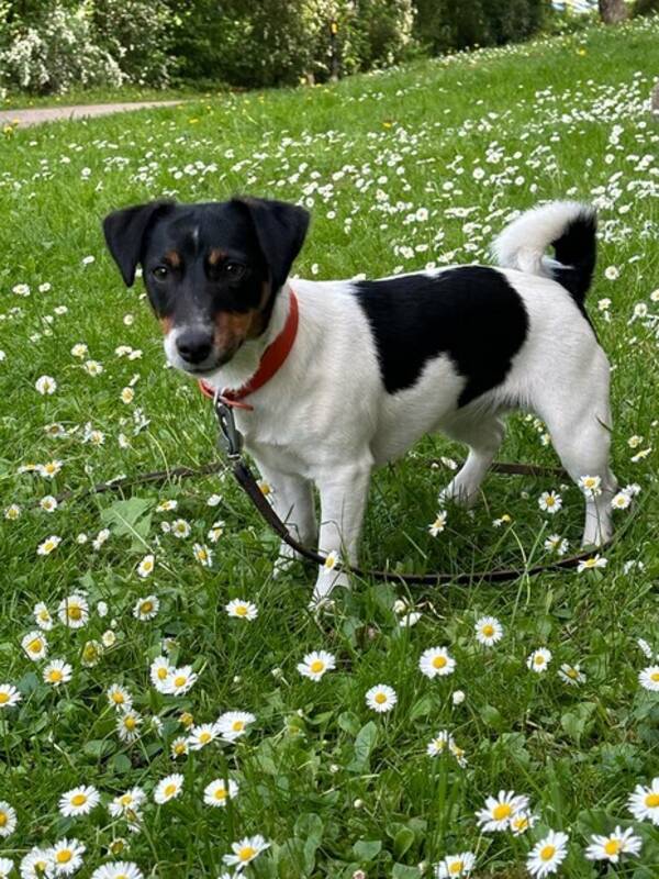 Hund - Jack Russel tik 2 r, Buffy