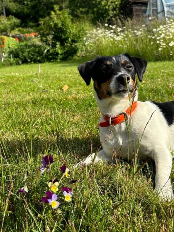 Hund - Jack Russel tik 2 r, Buffy