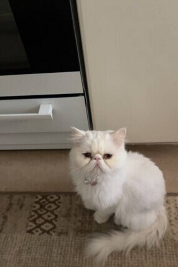 Katt - Perser