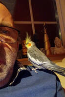 nymfparakiter nymfparakiter