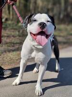 American bully xl / Amstaff 