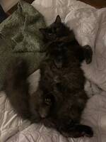 Katten Mille