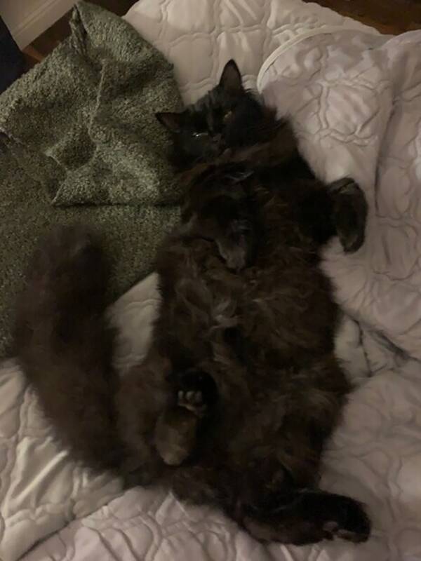 Katt - Katten Mille