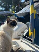 Ragdollen Luna Ragdollen Luna