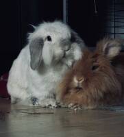 Kaninen Munken Kaninen Munken