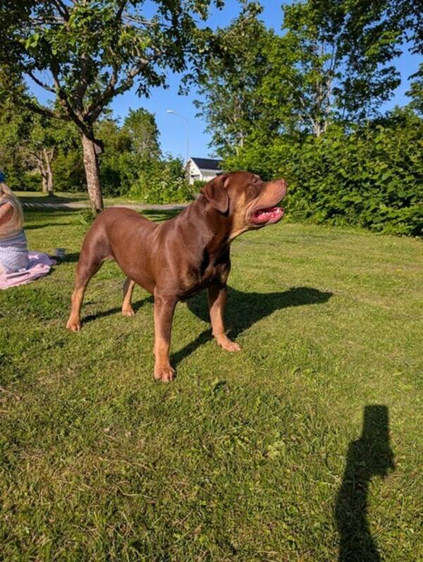 Hund - Hype