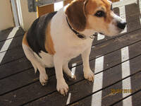 Tina Beagle