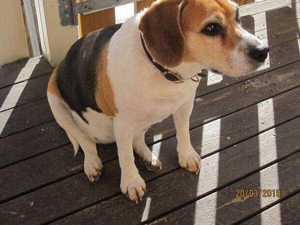 Hund - Tina Beagle
