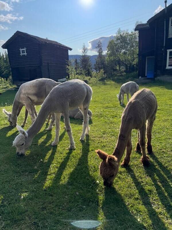 Annet - Alpakka Annet - Alpakka