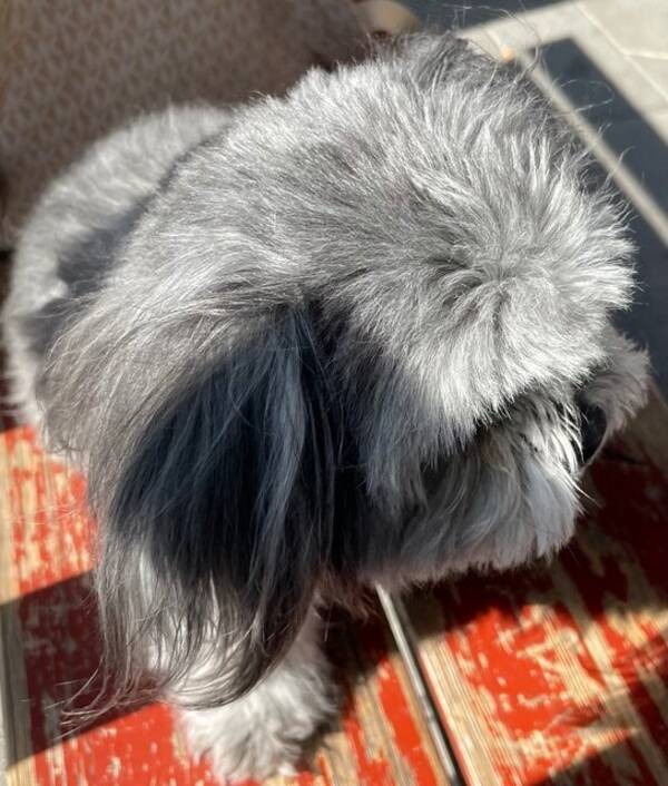 Hund - Stella