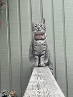 Katten Zoey