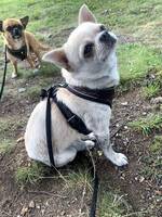 Chihuahua Milo