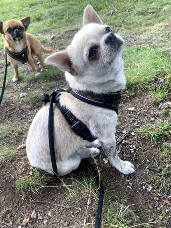 Hund - Chihuahua Milo Hund - Chihuahua Milo