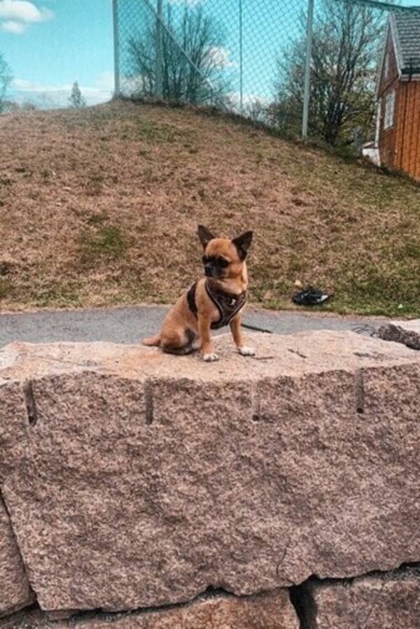 Hund - Chihuahua Pumba Hund - Chihuahua Pumba