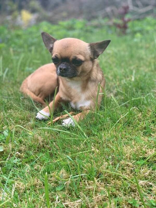 Hund - Chihuahua Pumba Hund - Chihuahua Pumba