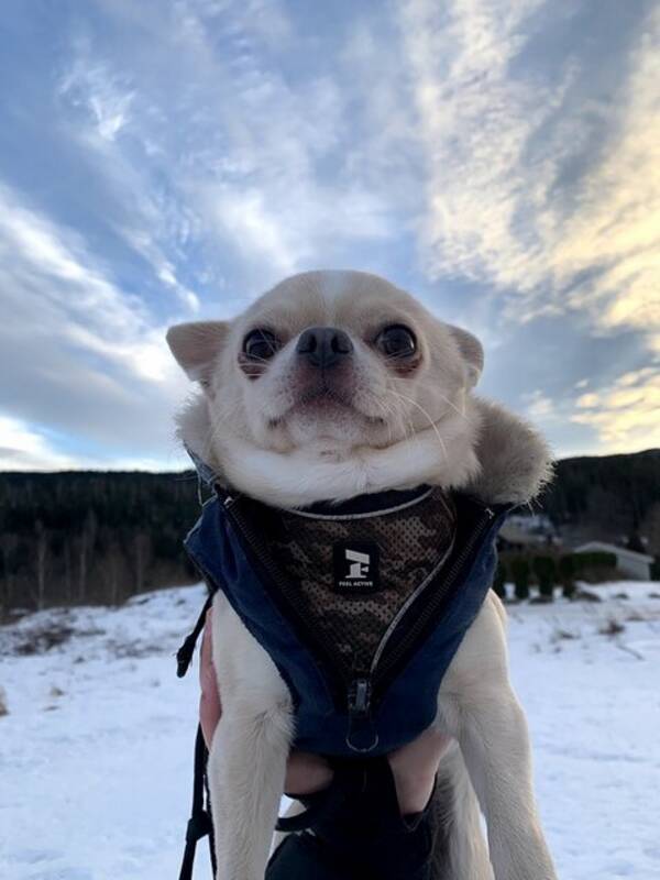 Hund - Chihuahua Milo Hund - Chihuahua Milo