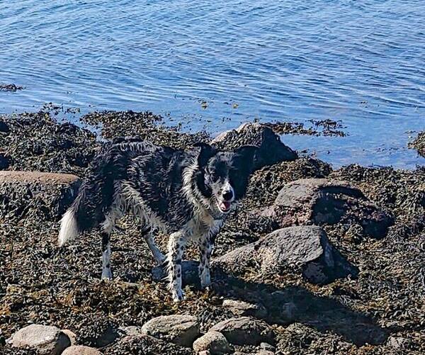 Hund - Bordercolli B