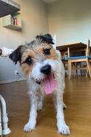 Jack Russell terrier
