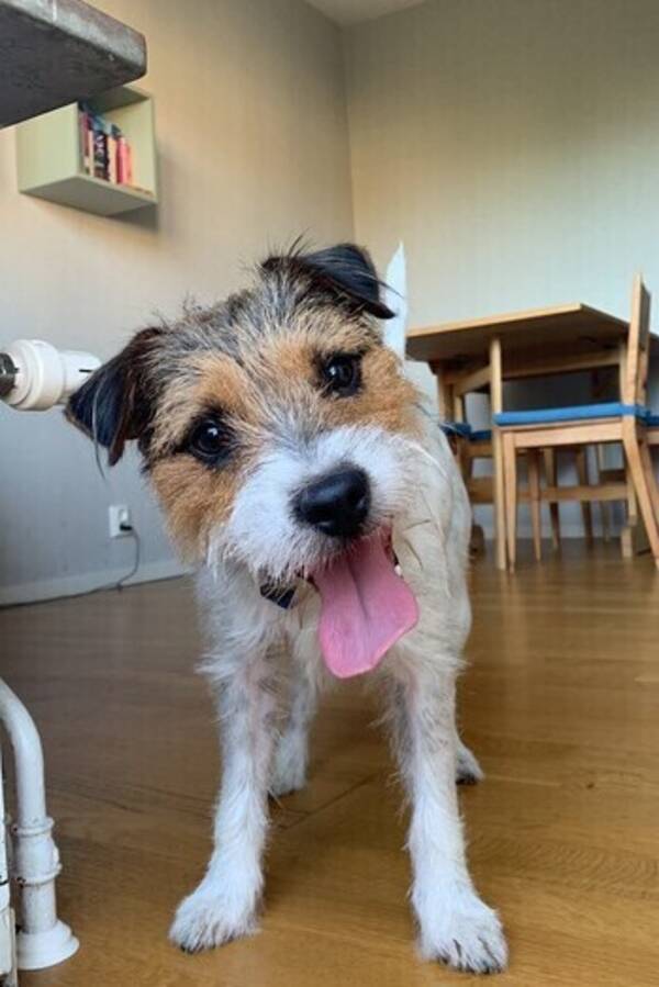 Hund - Jack Russell terrier