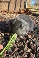 Kaninen Rocky Kaninen Rocky