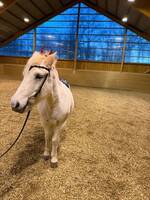 Islandshästen hafdis Islandshästen hafdis