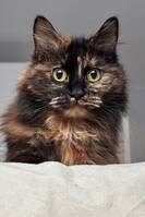 Katten Kawa