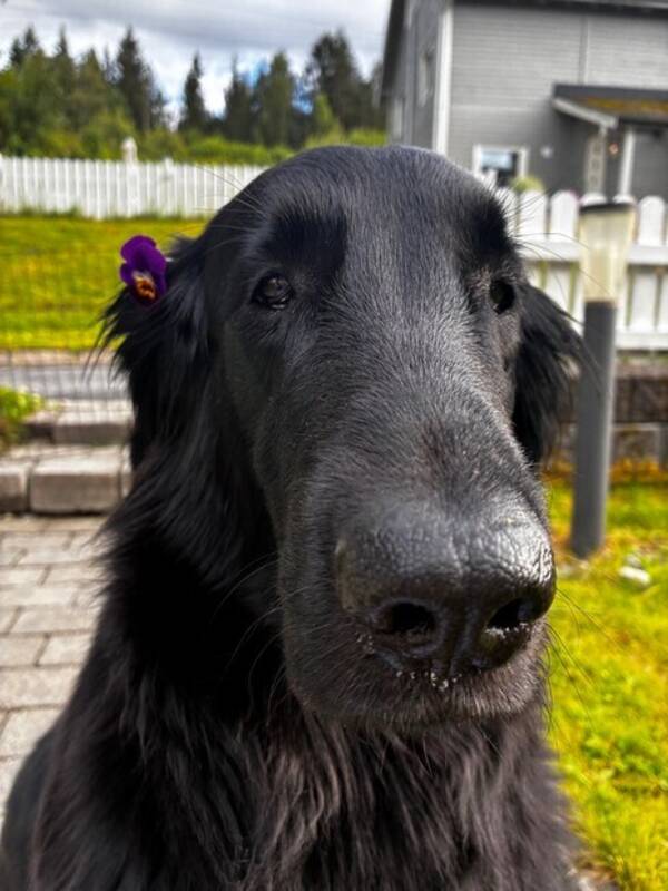 Hund - flatcoatet retriever  Hund - flatcoatet retriever