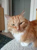 Pippi