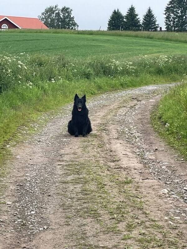 Hund - Buster