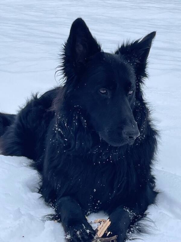 Hund - Buster