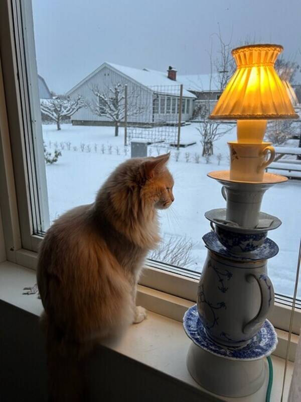 Katt - Mnsa