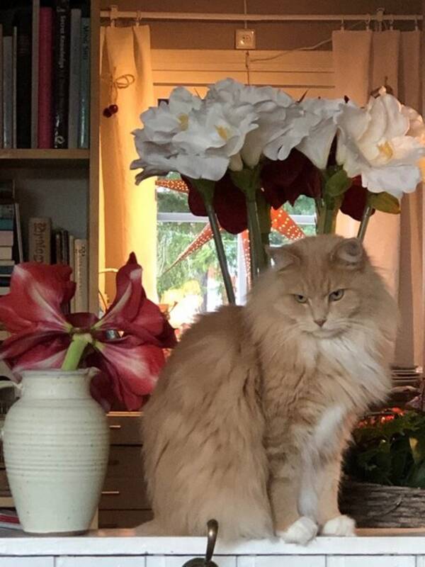 Katt - Mnsa