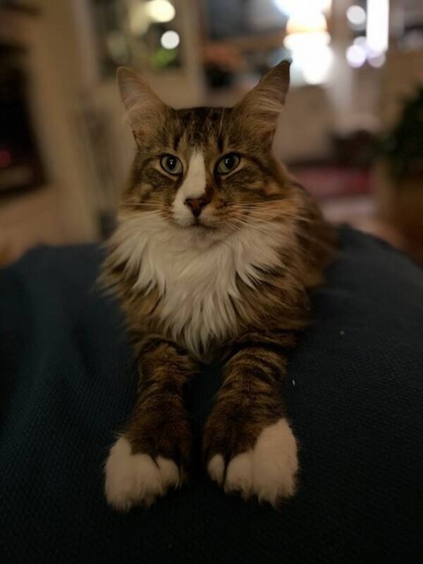 Katt - Dante