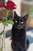 Neo, katt
