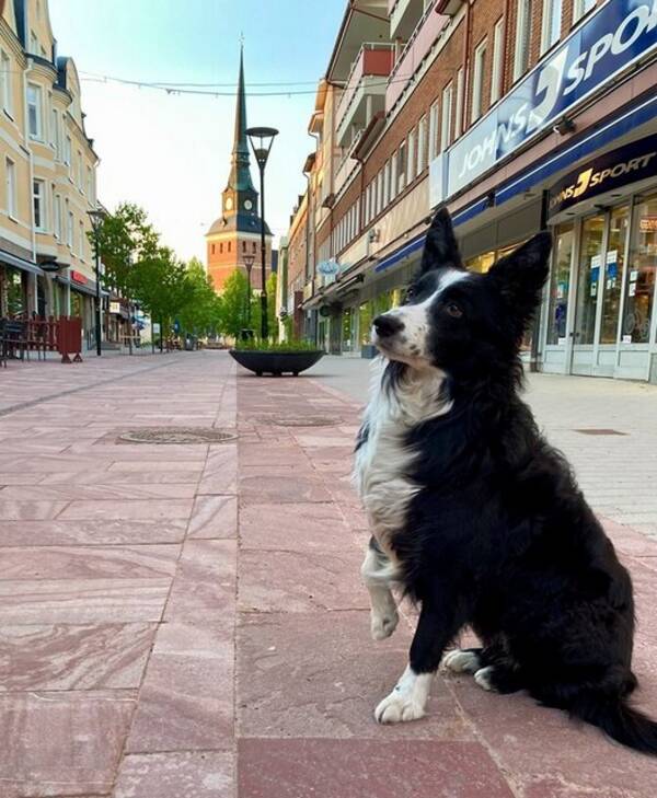 Hund - Border Collien Lyra