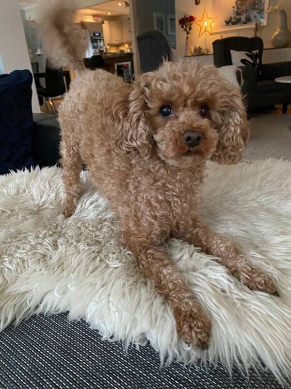 Hund - Pudel Nico