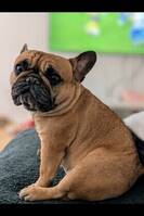 Franska bulldogen Ayla