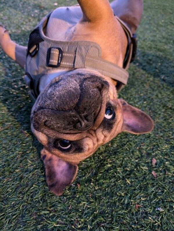 Hund - Franska bulldogen Ayla