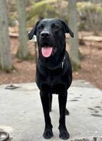 Labradoren Herman