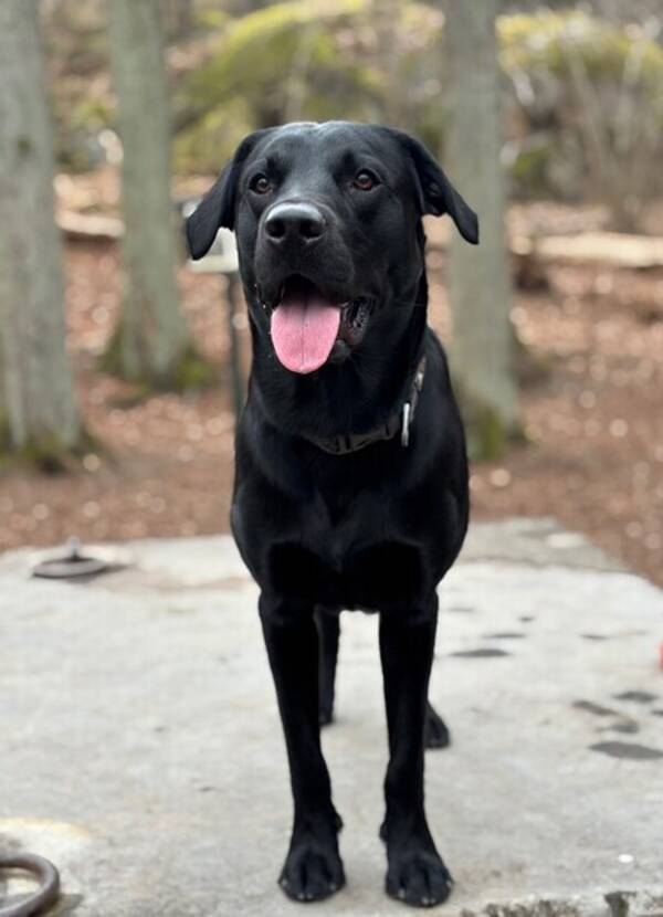 Hund - Labradoren Herman