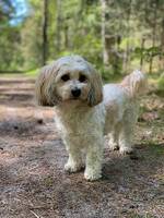 Coco
