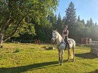 Hästen Cesar Hästen Cesar